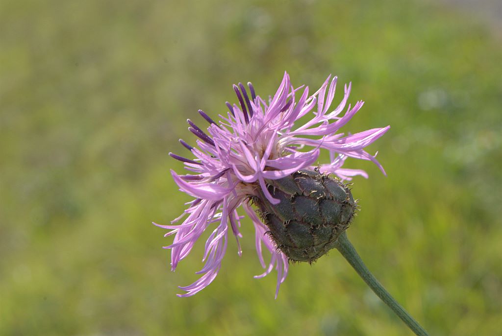 Centaurea scabiosa subsp. scabiosa / Fiordaliso vedovino